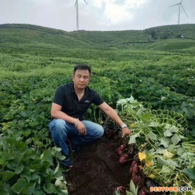 红心红薯批发 呱之廊高原小蜜薯 个头大 烤地瓜专用烟薯 易剥皮