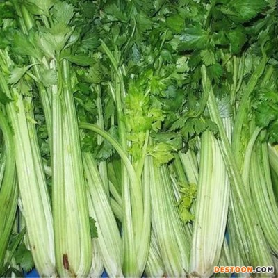 新鲜芹菜 基地种植 现摘现发 口感好 斯刻达供应