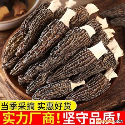 霸源 特产羊肚菌 非野生剪柄煲汤新鲜营养肉厚五沙菌菇类