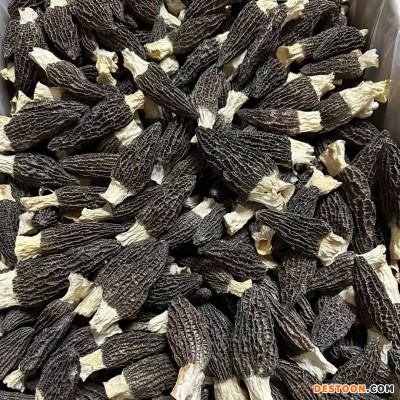 高山云南羊肚菌干货 剪柄羊肚菌足干货食用煲汤滋补菌类 一件代发