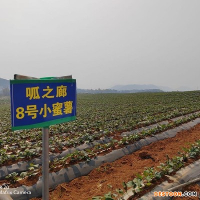 香甜新鲜红薯地瓜 呱之廊小蜜薯 口感纯正营养美味 货源充足