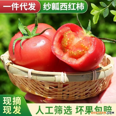 一件代发四川攀枝花纱瓤西红柿蔬菜水果番茄新鲜水果粉果西红柿