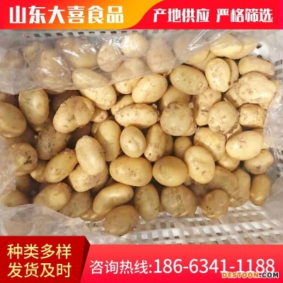 全年供应出小土豆口土豆 100G土豆 150G土豆200g土豆大量供应中