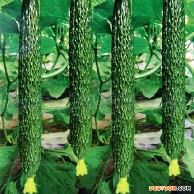 斯刻达 新鲜蔬菜黄瓜 口感清脆好吃 水分充足 清甜可口