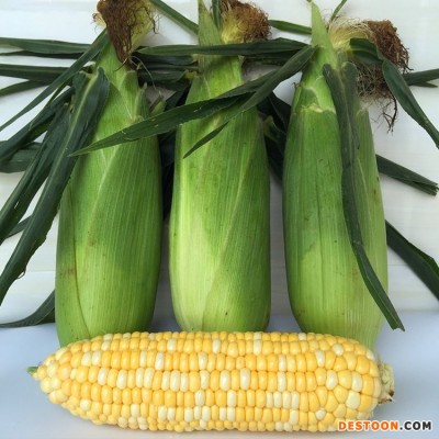 现摘鲜玉米 新鲜爆浆可生吃当季脆嫩非转基因蔬菜