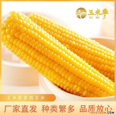 玉米季东北黄糯玉米厂家直发软糯香甜规格多样一件代发质量保证