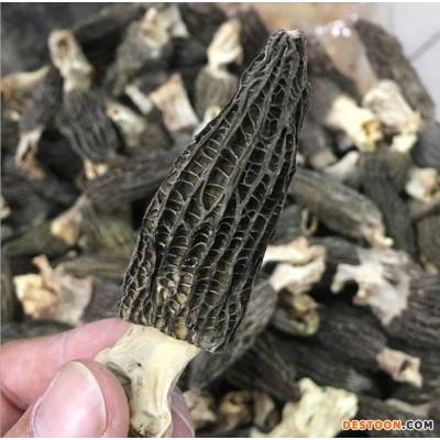 云南特级羊肚菌原产地散装食用头茬羊肚菌