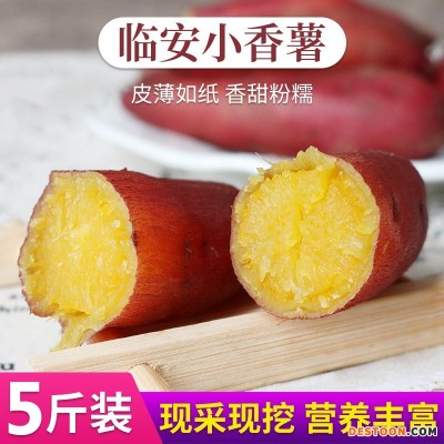 临安天目山小香薯5斤红薯新鲜农家蜜薯紫薯地瓜板栗山芋番薯