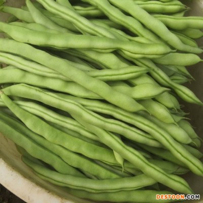 四季豆批发 长扁豆现摘现卖直供 无筋豆农场采摘直发