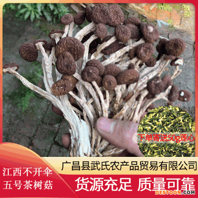 2022年新货江西五号茶树菇干货产地直销