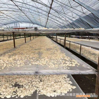 菌菇干货白玉木耳散装白木耳新品产地直发大量供应玉木耳