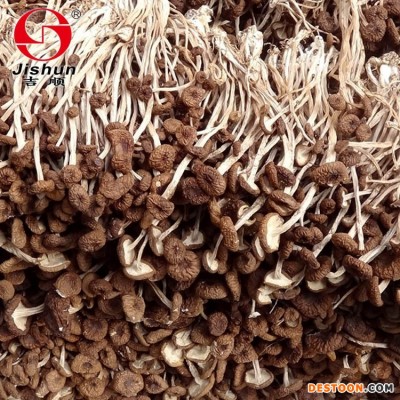 茶树菇新货古田特产 茶树菇不开伞特产批发 干货散装无熏厂家批发