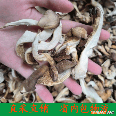 新货 平菇 鲍鱼菇 烤平菇 秀珍菇凤尾菇 散装批发煲汤菌粉500g