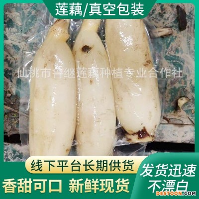 现货蔬菜新鲜脆藕 家用商用食材凉拌脆莲藕 300g农家鲜藕泥巴藕