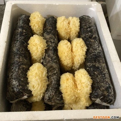 【古甜】鲜银耳12棒/箱，带菌棒的鲜活耳 古田银耳 雪耳 厂家批发