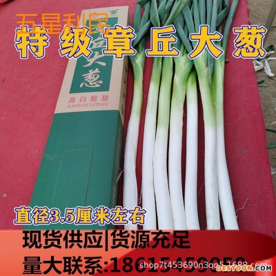 优惠章丘大葱 章丘特产大梧桐女郎山大葱 葱白 煎饼卷大葱礼盒版