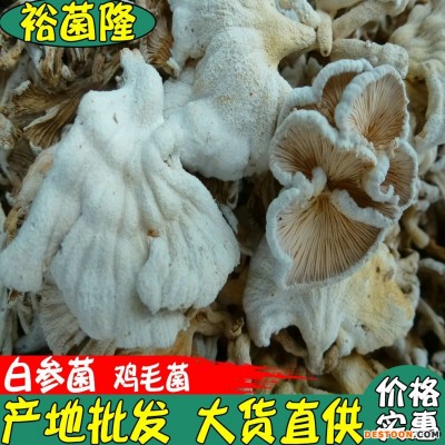 【裕菌隆】白参菌 鸡毛菌 雪莲菌 天花菌 白花菌 云南产地直销