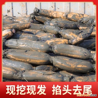 洪湖莲藕农家自种清炒生吃凉拌煲汤脆藕新鲜莲藕现挖现发500g