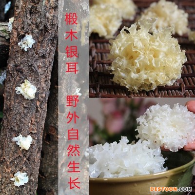 银耳 新品 四川通江银耳 椴木银耳 无流雪耳 糯耳干货白木耳100克