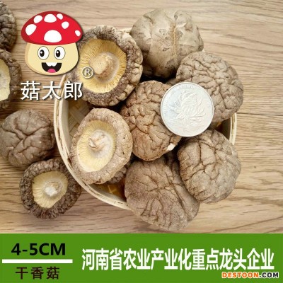 西峡干香菇大香菇干货500g菇太郎冬菇出口欧盟农家特产干香菇