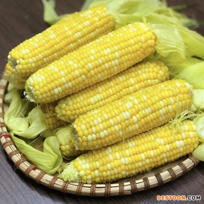 产地货源云南水果玉米9斤装甘甜多汁可生吃甜玉米棒 新鲜水果批发