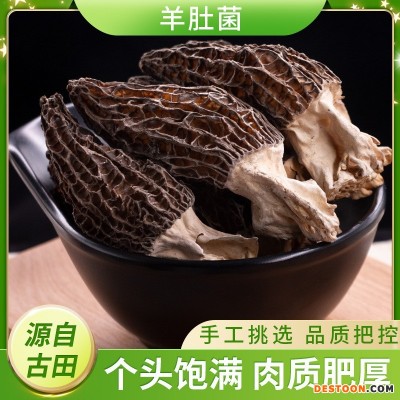 福建古田羊肚菌干货100g干货批发 煲汤食材调味品羊肚菌