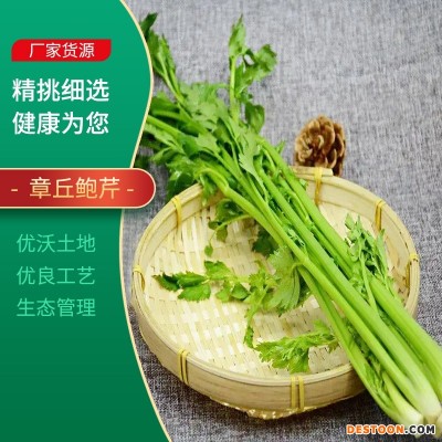 现货供应鲍芹 章丘新鲜鲍芹新鲜采摘炒菜食用 无丝无渣脆嫩无渣