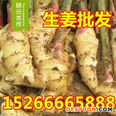 山东生姜产地批发 大黄姜 小黄姜 货源充足 质优价廉