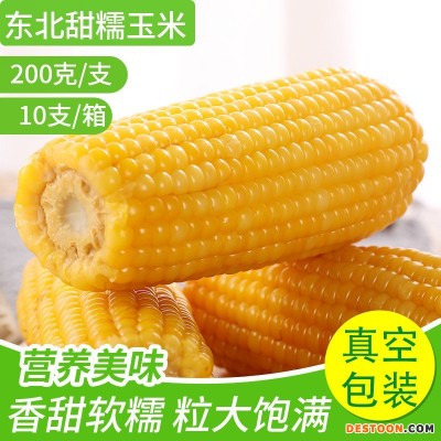 批发真空包装玉米10只每箱货源充足甜糯黄玉米量大从优黑土地苞米