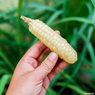 云南新鲜拇指玉米即食批发西双版纳软糯拇指玉米真空包装一件代发