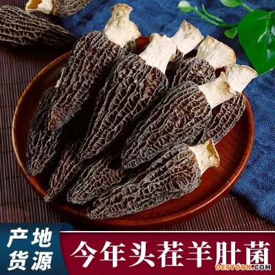 2022年头茬羊肚菌批发产地直销规格齐全酒店餐饮汤包羊肚菌代发