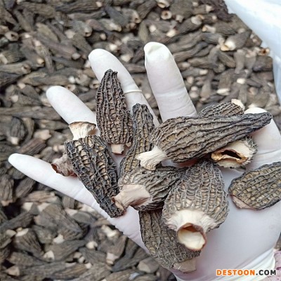 羊肚菌 2022新品干货 剪脚菇 干蘑菇山珍批发100克 四川青川特产