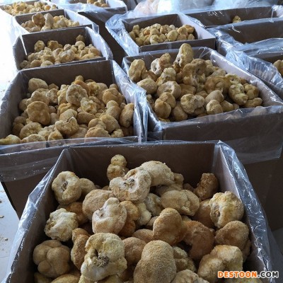 福建古田食用菌猴头菇 干货现烤现卖产地散装走量批发500g