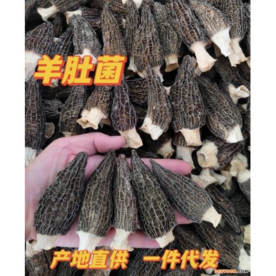 头茬羊肚菌云南特产蘑菇羊肚菌批发干货煲汤食材产地批发规格齐全