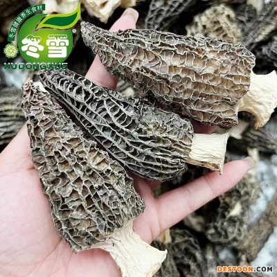 【福利款羊肚菌】大货直批食用菌食材一件代发淘宝货源诚招代理