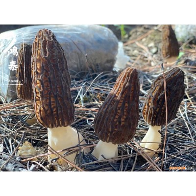 云南产地高原羊肚菌批发散装干货1000g剪脚羊肚菌煲汤食材大货批