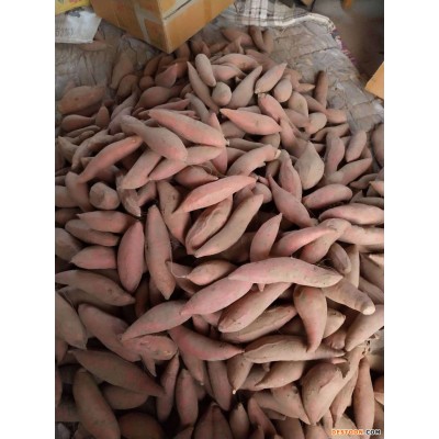 山东烟薯25 大量储存批发零售50斤一箱