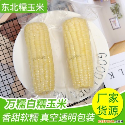 厂家直发东北玉米2100g粗粮代餐糯玉米整箱白玉米棒真空独立包装