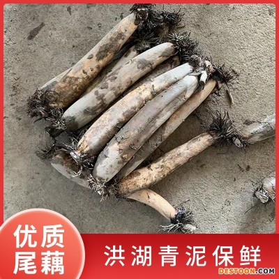 新鲜洪湖藕尾藕现挖现发做藕粉藕夹藕圆子湖北特产洪湖莲藕