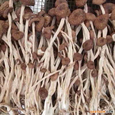 2022年新货江西广昌三号不开伞茶树菇干货 批发