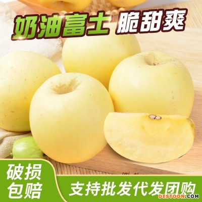 烟台苹果黄金奶油富士5斤装脆甜苹果一件代发新鲜水果批犮发