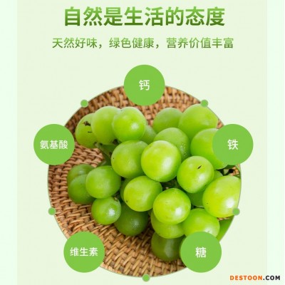 10斤现货晴王云南阳光玫瑰青提子葡萄新鲜无籽水果非巨峰日本香印