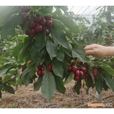 颐正源_大樱桃 新鲜当季水果 现摘现发 现货直达
