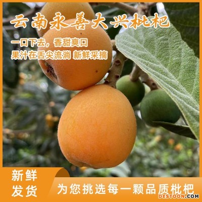 云南永善大兴枇杷新鲜当季水果现摘果孕妇甜琵琶整箱批发鲜果包邮