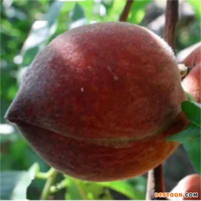 珍珠脆桃个头大 口感好 水蜜桃 甜度高 水分充足 现摘新鲜白桃子