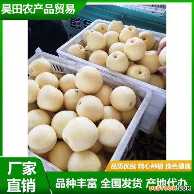白皇冠梨 大量供用中 当季新鲜水果 果肉细脆无渣 汁液甘甜 清香 昊田