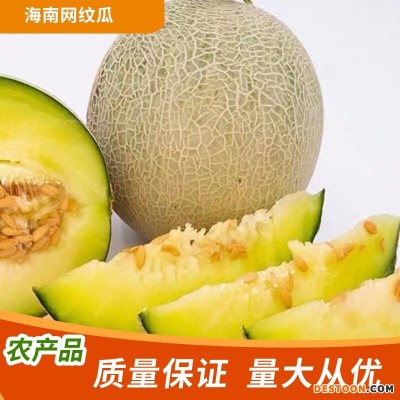海南网纹瓜新鲜玫珑蜜瓜现摘当季时令新鲜采哈密瓜水果批发