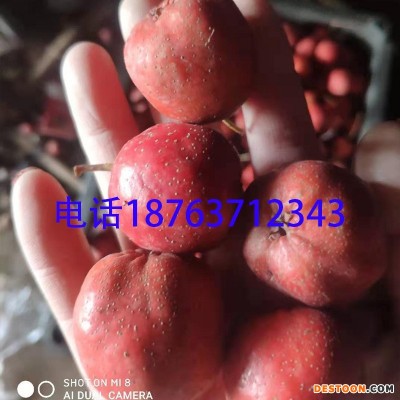 新鲜山楂批发大五棱山楂批发糖葫芦山楂酸甜适中量大从优产地直供