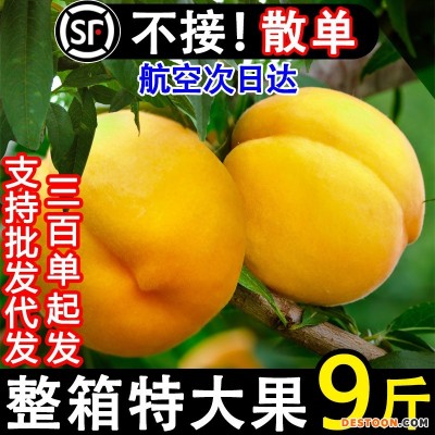 正宗蒙阴黄桃新鲜水果黄金当季孕妇蜜桃甜脆桃子现货10斤整箱包邮