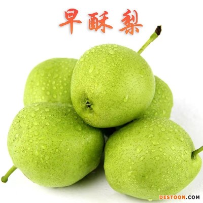 陕西早酥梨新鲜应季水果青皮梨非彩虹梨库尔勒酥梨子批发一件代发